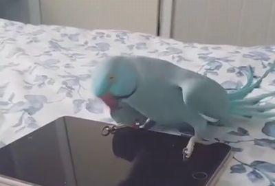 Parakeet_Dances_With_Reflection_in_Tablet.jpg