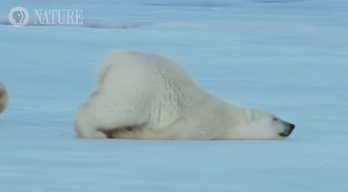 How_Polar_Bears_Dry_Off.png
