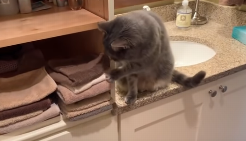 cat_throws_hand_towels.png
