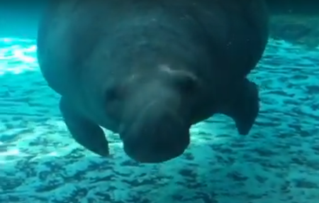 manatee.png