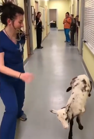 This_lamb_dancing_with_her_vet.png