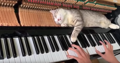 cat_lies_down_on_piano.png