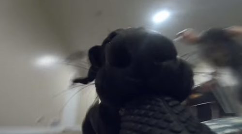Your_Dog_Steal_Your_GoPro.png
