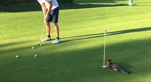 golf_cat.png