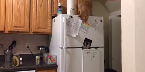 Cat_Takes_Magnets_off_Fridge.png