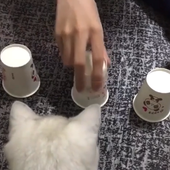 cups_and_cat.png
