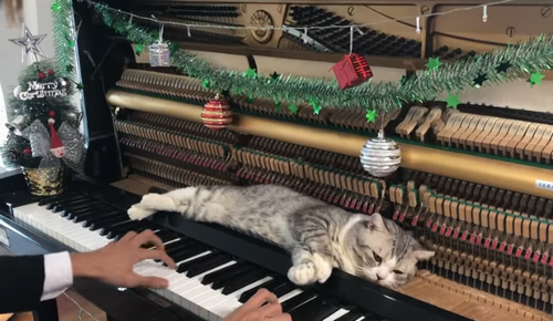 piano_massage_for_meow.png