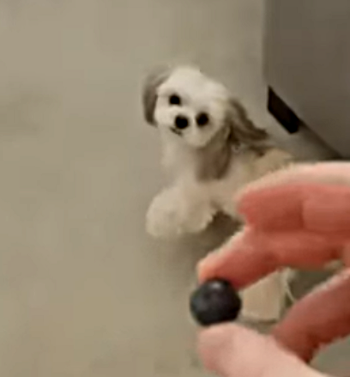 poodle_steals_blueberry.png