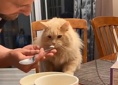 Cat_tries_some_ice-cream.png