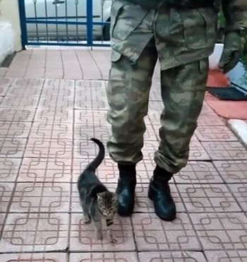 Kitty_imitates_soldier.png