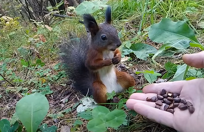 Squirrel_Freezes_after_Feeding.png