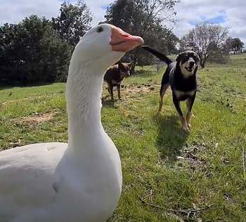 Goose_and_Dogs.png