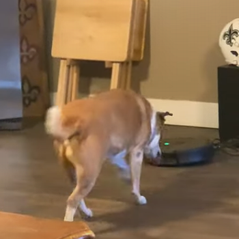 Smart_Dog_Turns_off_Roomba.png