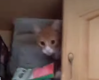 kitty_finds_secret_tunnel.png