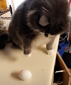 CatLaunchesEgg.png