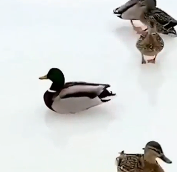 Duckcurling.png