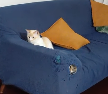 CatBurrowsHoleIntoCouch.png