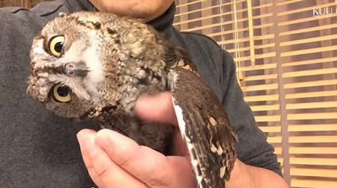 Iphoneの映像に合わせ首を傾けるフクロウのクウちゃん 動画 Naglly Com