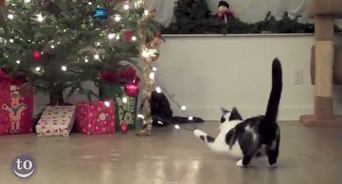 Cats_vs_Christmas_Trees-thumb-