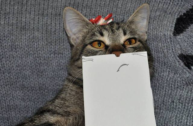 paper_cat06.jpg