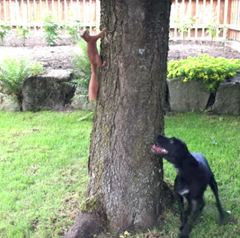 木の幹に張り付いたリス 追いかける犬を散々おちょくる 動画 Naglly Com