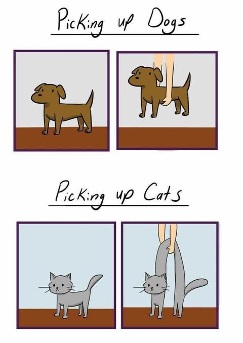 犬の抱きかかえ と ネコの抱きかかえ の違い コミック Naglly Com