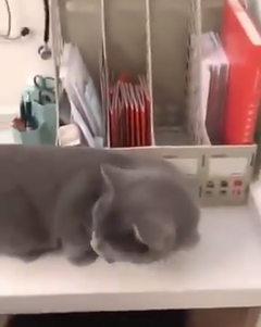 動物病院で追い詰められたネコ ファイル立てに隠れる 動画 Naglly Com