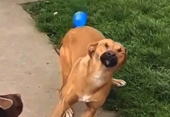 水風船を必死の形相で避ける犬 動画 Naglly Com