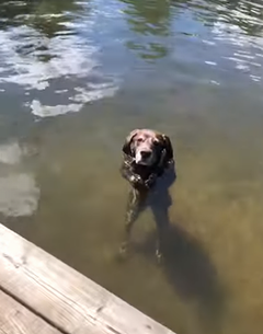 水中で立つ犬 動画 Naglly Com