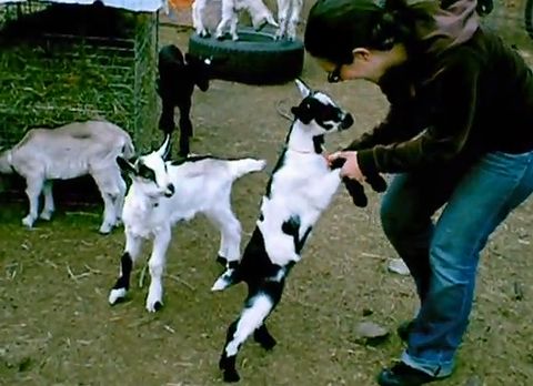 baby_goat_pile.jpg