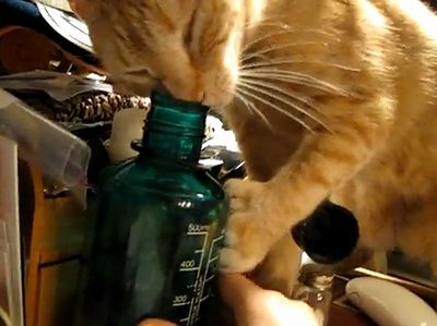 bottle_vs_cat.jpg