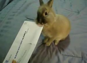 bunny_letter_opener.jpg