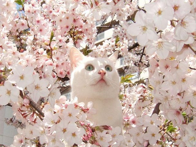 cat_Blossom.jpg