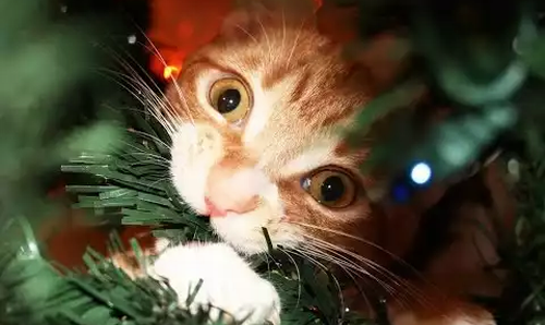 cat_vs_christmas_tree.png