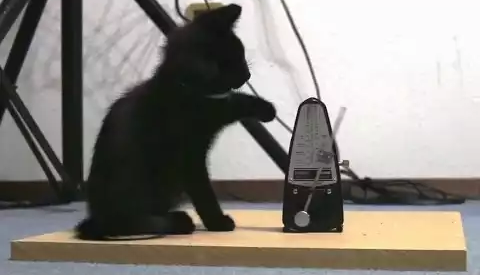 cat_vs_metronomes.png