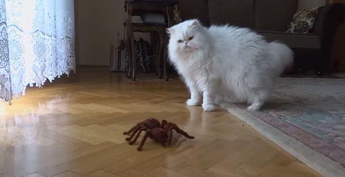 cat_vs_spider.jpg