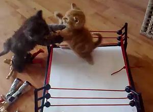cat_wrestling.jpg