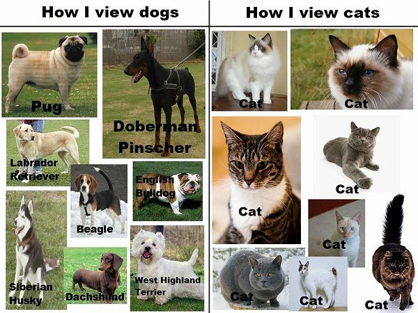 dog_vs_cat.jpg
