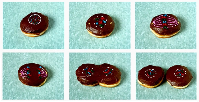 donuts_division.jpg