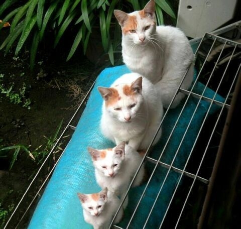 four_cats.jpg