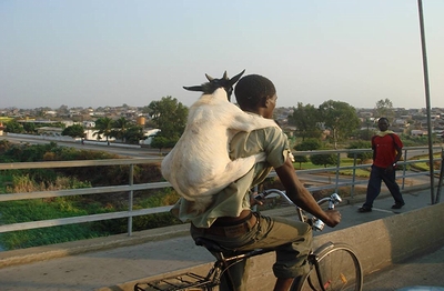 goat_rider.jpg