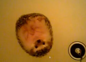 hedgehog_bath.jpg