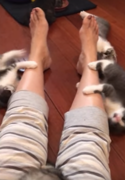 kittens_turn_owners_leg.png