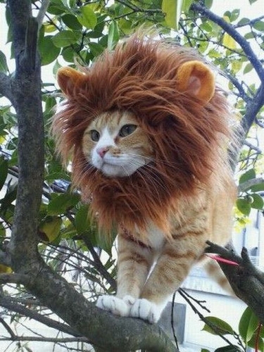 lion_cat.jpg