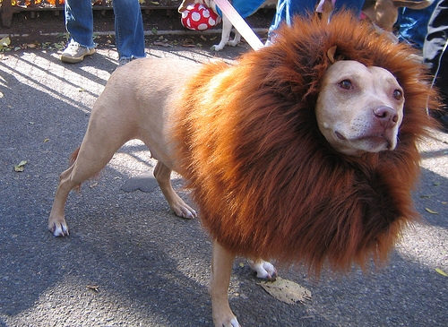 lion_dog.jpg