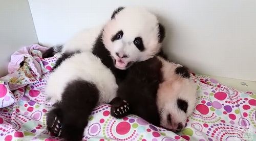 panda_cubs.jpg