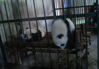 panda_prison_break.jpg