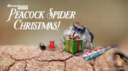 peacock_spider_christmas.png