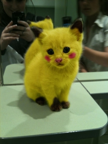 pikachu_cat.jpg