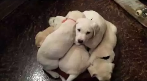 puppy_pile.png
